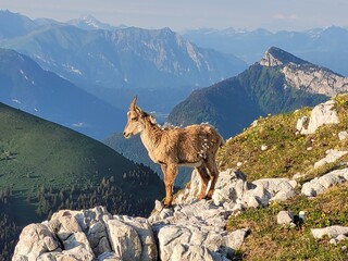 chamois, bouquetin, isard au soleil sur rocher en montagnes