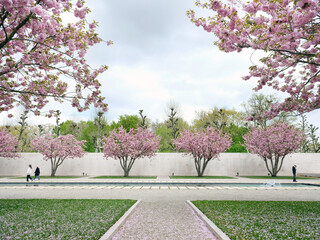 pink trees, people and soldiers at american memorial and military cemetery of Margraten in the netherlands