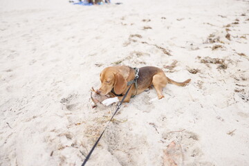 Beagle dog on the beach laying in sand and chewing coconut, animal, pet