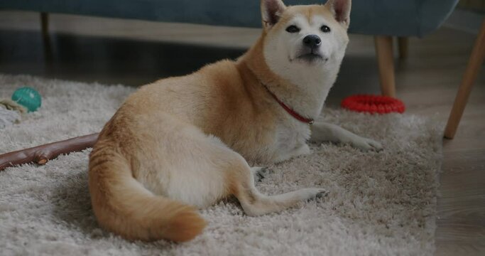 Portrait of adorable shiba inu dog lying on carpet on floor in modern apartment relaxing indoors at home. Domestic animals and interior concept.