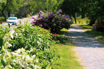 beautiful walking path with colorful flowers
  