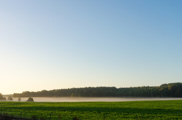 Obraz premium Morning Landscape: Green Field with a Blue Sky, Misty Haze Hovering above the Ground