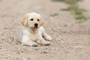 Portrait of beige Labrador retriever puppy playing outdoors in summer