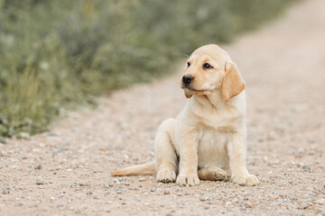 Portrait of beige Labrador retriever puppy playing outdoors in summer