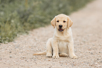 Portrait of beige Labrador retriever puppy playing outdoors in summer