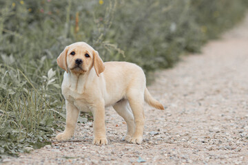 Portrait of beige Labrador retriever puppy playing outdoors in summer