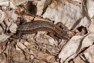 A quick or ordinary lizard basks in the garden under the rays of the spring sun. Quick lizard, or an ordinary lizard (lat. Lacerta agilis) is a species of lizard from the family of true lizards.