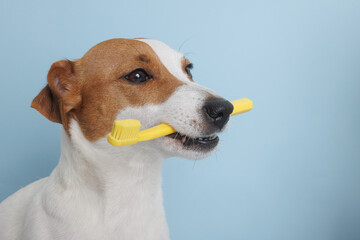 jack russell dog holding a toothbrush