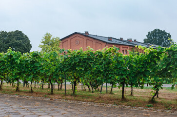 Young Vineyard in the Foreground, Red Hangar in the Background: Implying a Hotel with its Own...