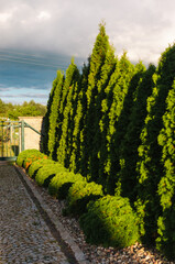 Fototapeta premium Trimmed Bushes Standing in Formation: Green Shrubs Aligned in Candle-Like Shapes against a Sunset Sky