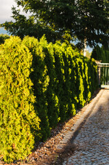 Trimmed Bushes Standing in Formation: Green Shrubs Aligned in Candle-Like Shapes against a Sunset Sky