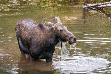 Female moose cow standing in a pond drinking water in Grand Teton National Park Wyoming.