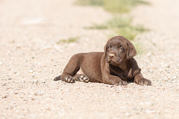 Portrait of brown Labrador retriever puppy playing outdoors in summer