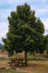 Rainfall Illuminated by Sunbeams: Visible Droplets Revealing a Landscape with a Bench and Table Set under a Tree in a Residential Courtyard