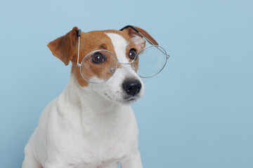Back to school. dog in glasses. Cool nerd style - obrazy, fototapety, plakaty