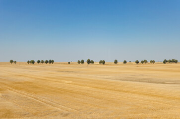 Landscape: Yellow Field with Small Trees on the Horizon