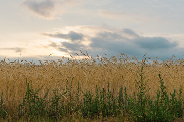 Golden Field: Sunset Silhouette of Wheat Stalks Bathed in the Evening Rays