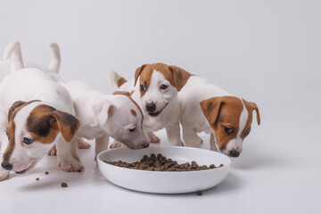 hungry jack russell terrier puppies eating from a bowl of food