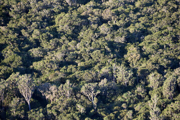 Africa- Large Format Full Frame Overview of Dense Wild Forest