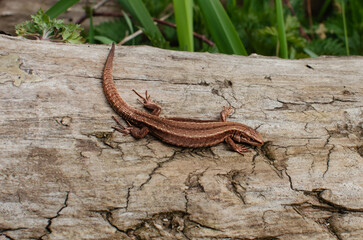Brown Lizard Basking in the Sun