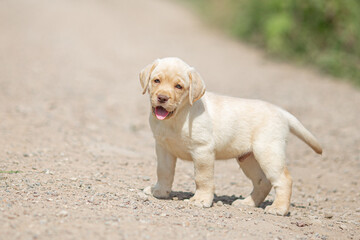 Portrait of beige Labrador retriever puppy playing outdoors in summer