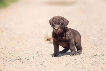 Portrait of brown Labrador retriever puppy playing outdoors in summer