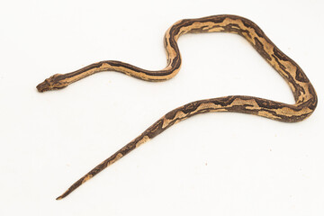 the Indonesian tree boa Candoia carinata or Pacific ground boa snake isolated on white background