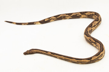 the Indonesian tree boa Candoia carinata or Pacific ground boa snake isolated on white background