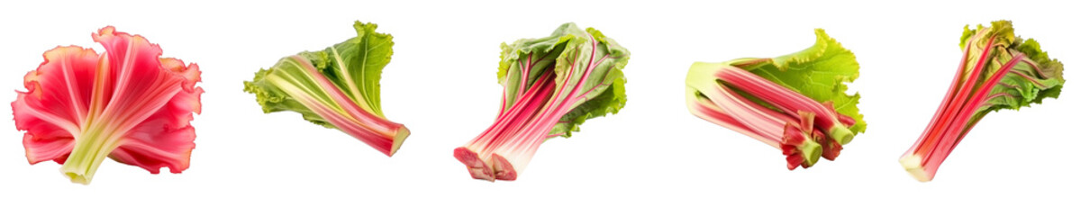 Set of rhubarb isolated on transparent background	