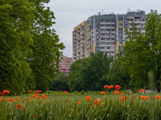 a field of still green wheat with blooming red poppies on the outskirts of a big city near high-rise buildings on a cloudy summer day