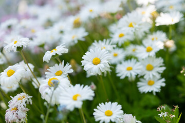 Obraz na płótnie Canvas English daisies close up