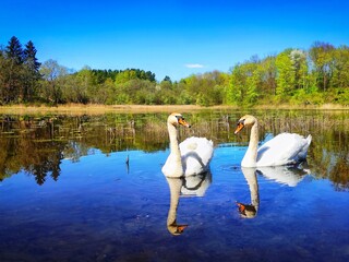 swans on the lake
