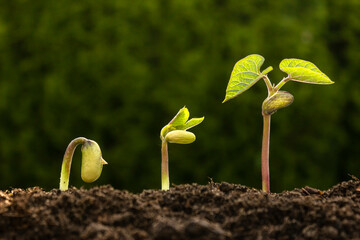 Close-up of growing seedlings, bean sapling growth stages