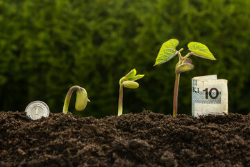 Close-up of growing seedlings as business development, polish zloty, PLN