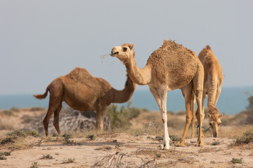 Pack of camels in a desert with vegetation and sea in the background