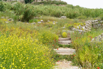 Path across a meadow full of yellow wildflowers 
Hiking trail lined up. selective focus 