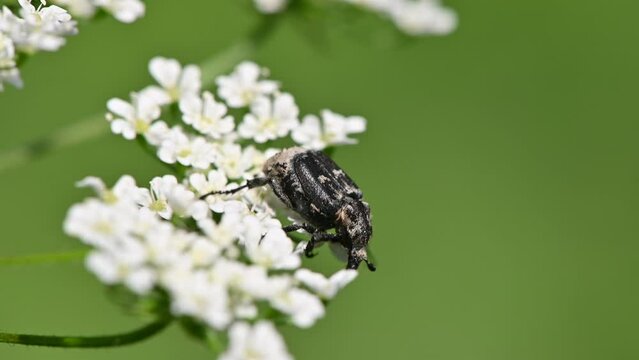 Valgus hemipterus, Scarab beetle, C&eacute;toine punaise, C&eacute;toine &agrave; tari&egrave;re