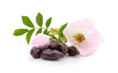 Pink blossom of hips with dried berries.