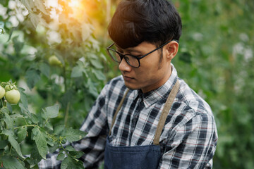 Sad asian farmer man in a tomatoes farm, farmer market, Organic vegetables.