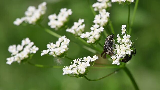 Valgus hemipterus, Scarab beetle, C&eacute;toine punaise, C&eacute;toine &agrave; tari&egrave;re
