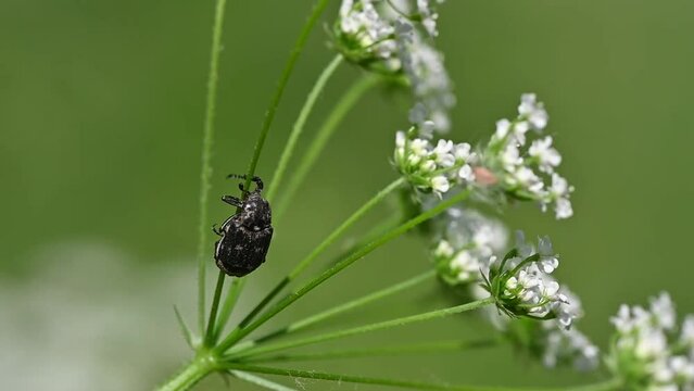 Valgus hemipterus, Scarab beetle, C&eacute;toine punaise, C&eacute;toine &agrave; tari&egrave;re