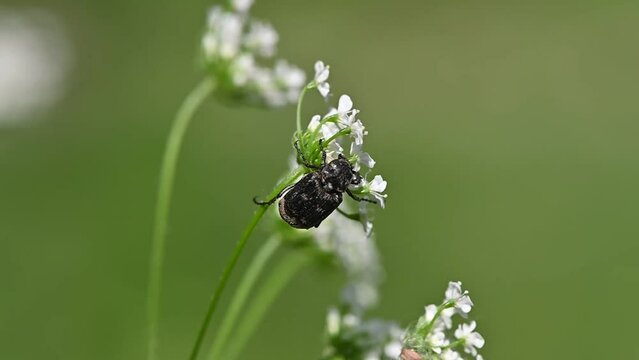 Valgus hemipterus, Scarab beetle, C&eacute;toine punaise, C&eacute;toine &agrave; tari&egrave;re