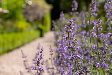 Purple spikes of nepeta racemosa catmint flowers line the path at the stunning fgardens of West Green House, Hampshire, UK