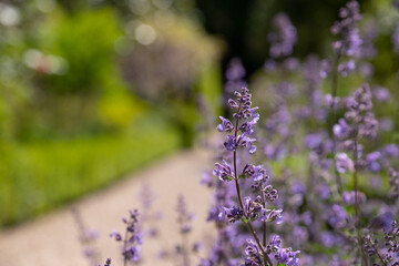 Purple spikes of nepeta racemosa catmint flowers line the path at the stunning fgardens of West Green House, Hampshire, UK
