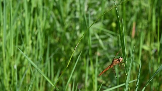 Crocothemis erythraea, Common Scarlet, Darter, Crocoth&eacute;mis &eacute;carlate