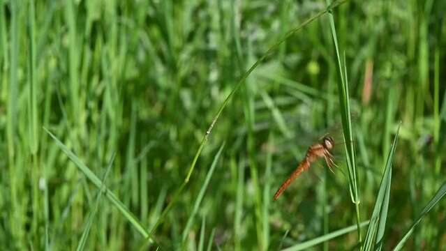 Crocothemis erythraea, Common Scarlet, Darter, Crocoth&eacute;mis &eacute;carlate
