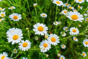 Close-up of Daisies in a Field