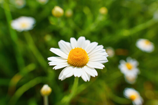 Blooming Daisy in the Field