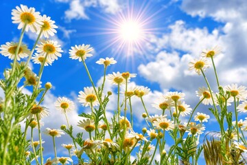 Fototapeta na wymiar Sunlit Symphony: Blooming Daisies Bask in the Blue Sky