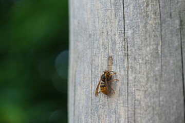 a hornet or wasp insect on a log
